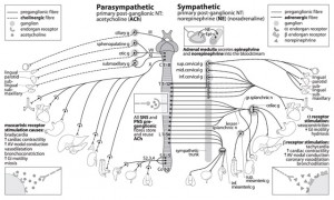 Autonomic Nervous System