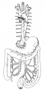 Circulatory system