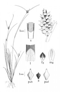 Botanical Illustration