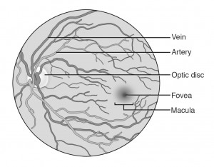 Retinal Examination