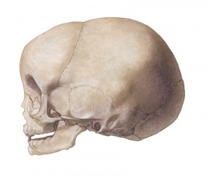 Infant Skull